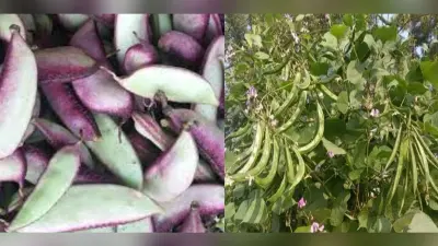 Beans Benefits: सेहत के लिए बेहद फायदेमंद है आयरन, फाइबर से भरपूर सेमफली, वजन कम करने में मिलती है मदद