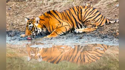 मध्य प्रदेश में सबसे अधिक बाघों की संख्या, दूसरे स्थान पर कर्नाटक, जानें अन्य राज्यों का हाल