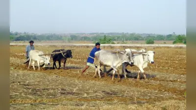 सरायकेला-खरसावां में सुपर फूड की चल रही तैयारी, करीब एक हजार हेक्टेयर में होगी खेती