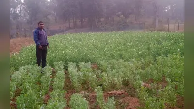 Jharkhand News: बोकारो के झुमरा पहाड़ के युवा किसान क्षेत्र में ला रहे हरियाली, जानें कैसे