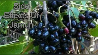 Side Effects Of Jamun: सेहत के लिए बेहद फायदेमंद है जामुन लेकिन ये लोग न करें इसका सेवन, जानें क्यों ?