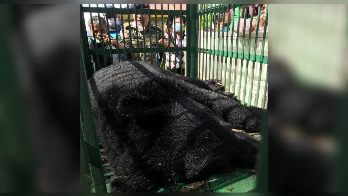 आधी रात को सिक्किम के राजभवन में घुसा भालू, दहशत में गुजरी लोगों की रात, ऐसे किया गया काबू