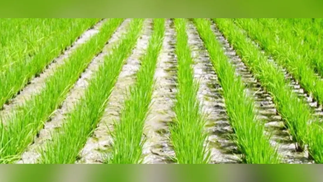 एमए टॉपर जावरा उरांव 20 वर्षों से कर रहे खेती, खेती करके पढ़ाई पूरी की