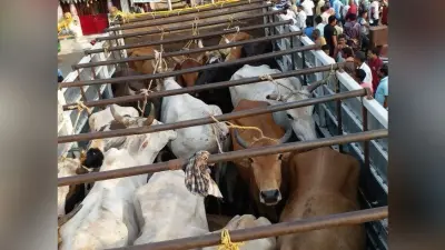 गुमला में ग्रामीणों ने 70 मवेशियों को किया जब्त, तस्करी के लिए एक जगह किया जाता है एकत्र