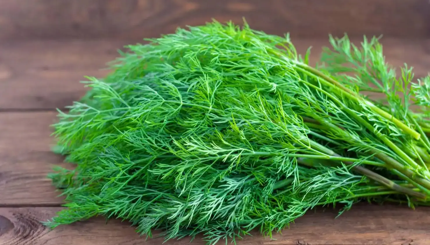 Dill Benefits: सर्दियों में बीमारियों से चाहते हैं छुटकारा, तो डाइट में शामिल करें सोआ, मिलेंगे कई लाभ