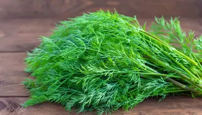 Dill Benefits: सर्दियों में बीमारियों से चाहते हैं छुटकारा, तो डाइट में शामिल करें सोआ, मिलेंगे कई लाभ