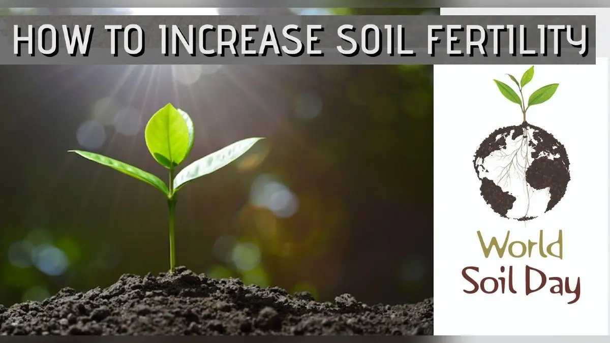 World Soil Day 2021: कल मनाया जाएगा विश्व मृदा दिवस, जानें मिट्टी की उर्वरता शक्ति को बनाए रखने का आसान तरीका