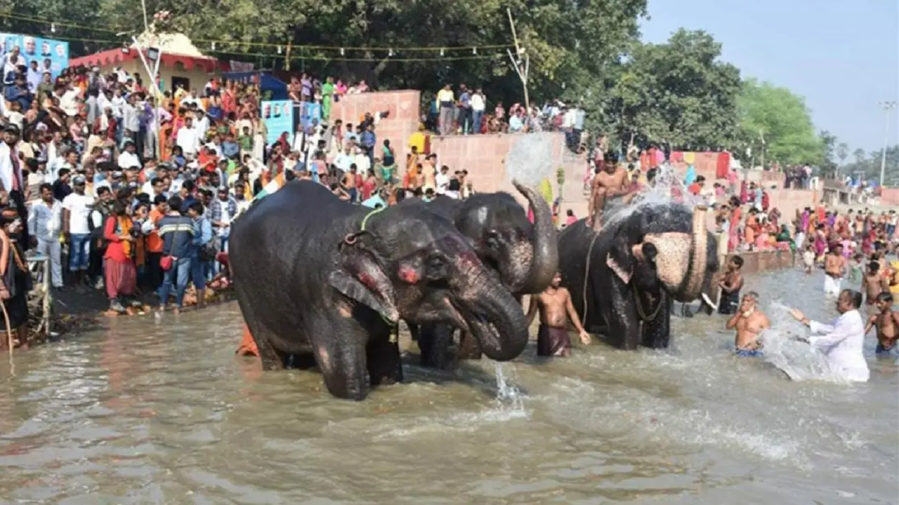 बिहार में 25 नवंबर से लगने जा रहा एशिया का सबसे बड़ा पशु मेला, देसी-विदेशी नस्ल के घोड़ों की लगेगी बोली
