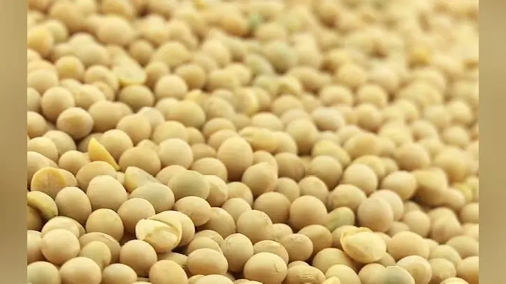 ज्यादा मात्रा में Soyabean का सेवन महिलाओं और पुरुषों को इन 9 तरीकों से पहुंचाता है नुकसान, इन स्थितियों में हो सकता है
स्वास्थ्य के लिए खतरनाक