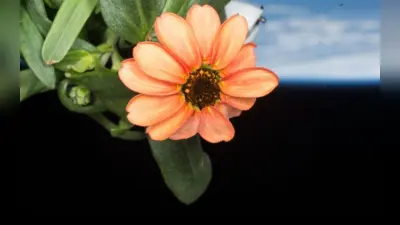 Space Flower: नासा ने अंतरिक्ष में उगाए गए फूल की खूबूसूरत तस्वीर शेयर की, यहां देखें Photo