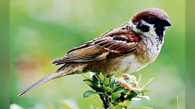 World Sparrow Day : बिहार के राजकीय पक्षी का अस्तित्व खतरे में, रखें दाना-पानी, होगी गौरैया की घर वापसी
