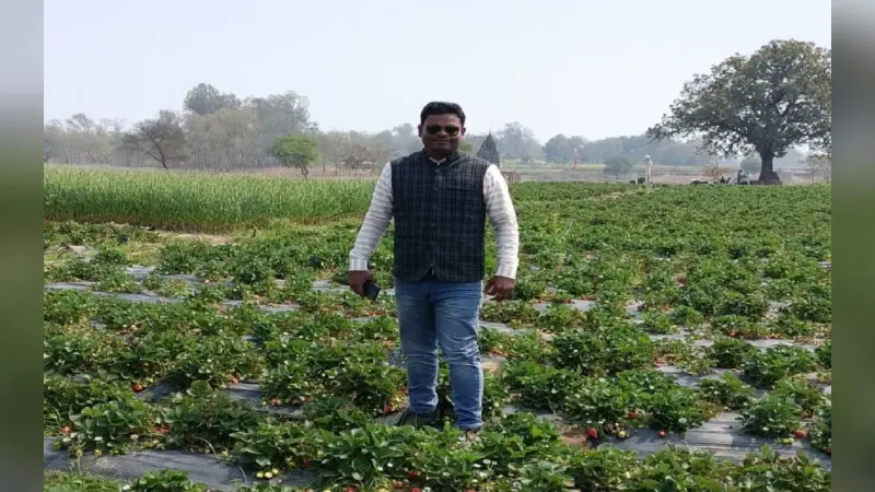 Strawberry Cultivation: पहले बंजर थी जमीन, अब स्ट्रॉबेरी की खेती कर लाखों में कमाई कर रहे पलामू के किसान