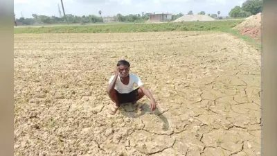 जमशेदपुर के किसानों को अच्छी बारिश का इंतजार, कड़ी धूप में सूखती जा रही है फसलें