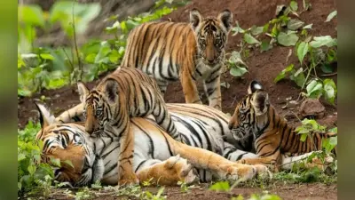 West Bengal : सुंदर वन में बाघों की संख्या जानने के लिए वन विभाग कर रहा है यह काम