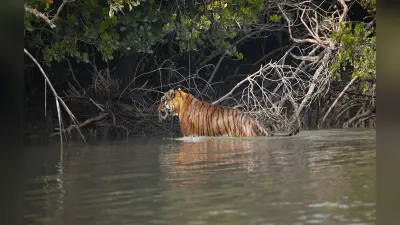 चक्रवाती तूफान ‘अम्फन’ से सुंदरवन के रॉयल टाइगर को खतरा, जानिए दूसरे तूफान से अब तक कितने पशुओं की गयी जान