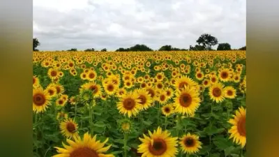 Sunflower Review : सुनील ग्रोवर का उम्दा अभिनय है ‘सनफ्लावर’ की खासियत