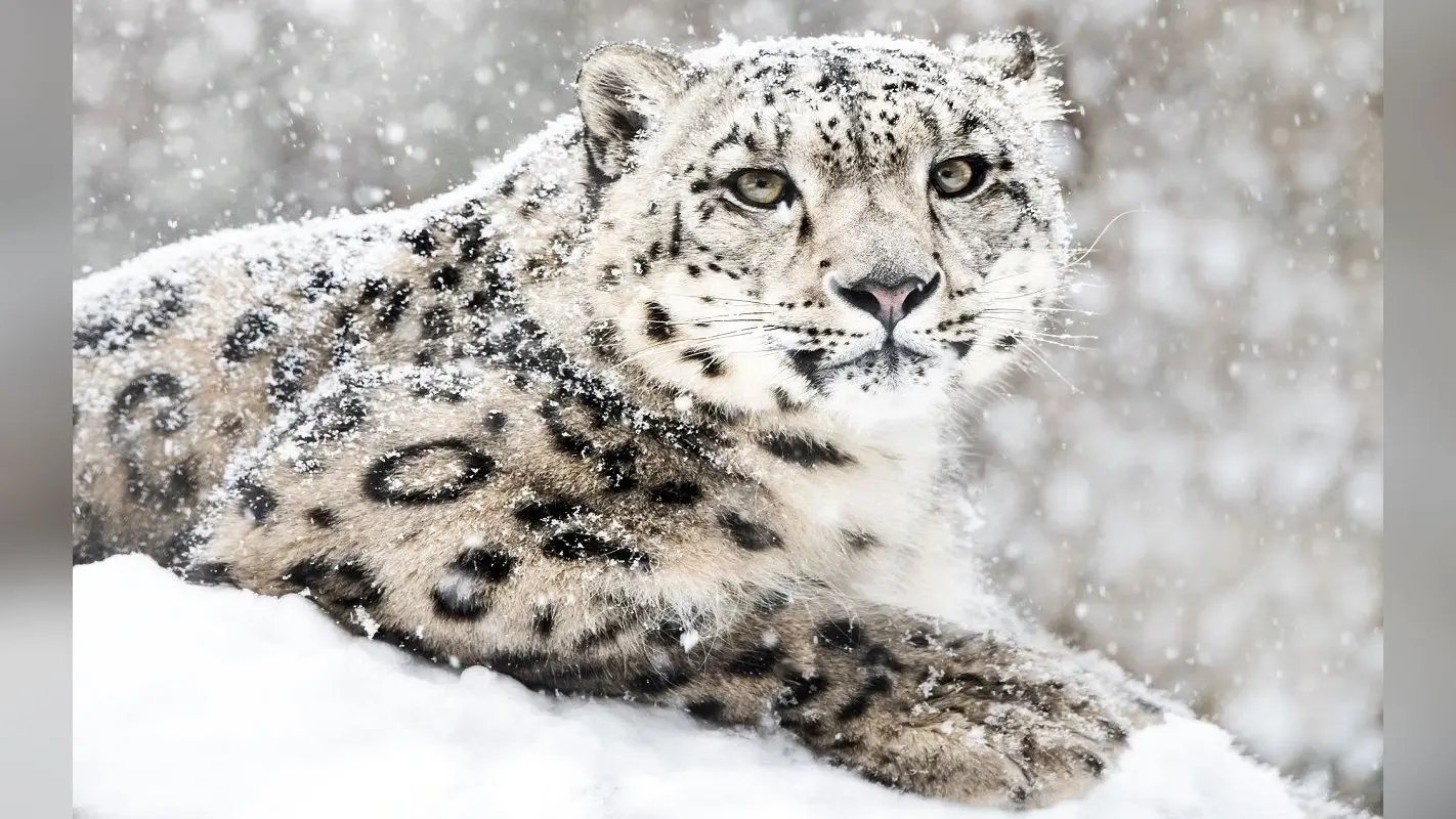 Snow Leopard: उधर मध्य प्रदेश में आ रहे चीते, इधर उत्तराखंड में पहली बार देखा गया हिम तेंदुआ