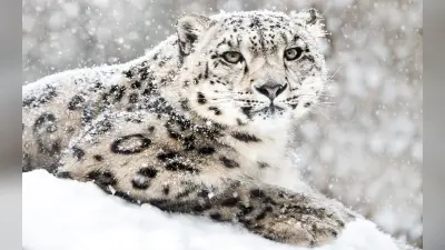 Snow Leopard: उधर मध्य प्रदेश में आ रहे चीते, इधर उत्तराखंड में पहली बार देखा गया हिम तेंदुआ