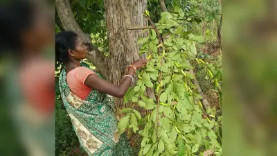 झारखंड के सिल्क जोन में तसर की खेती से किसानों में उत्साह, रेशम दूतों को मिले तसर के अंडे