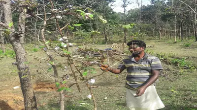 Jharkhand News: मौसम की बेरुखी ने तसर किसानों की तोड़ी कमर, एक दशक में पहली बार हुआ भारी नुकसान