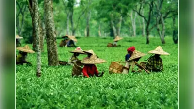 West Bengal : संकट में भारतीय चाय उद्योग को ताजगी के लिए चाहिए उदारीकरण की मजबूत खुराक