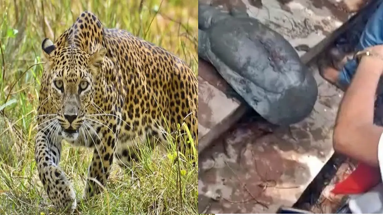 ग्रेटर नोएडा की सोसाइटी में तेंदुआ देखे जाने के बाद दहशत, सर्च ऑपरेशन के बाद वन विभाग ने कही ये बात…