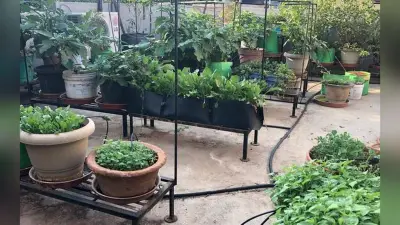कोरोना संकट के बीच घर की छत पर तैयार करें हरा भरा टेरेस गार्डन