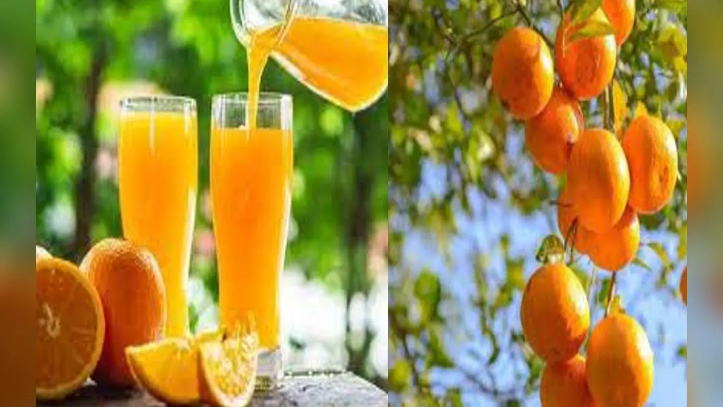 Kinnu Benefits: किन्नू के जूस के सेवन से मिलते हैं ढेरों फायदे, कई बीमारियों के लिए है रामबाण