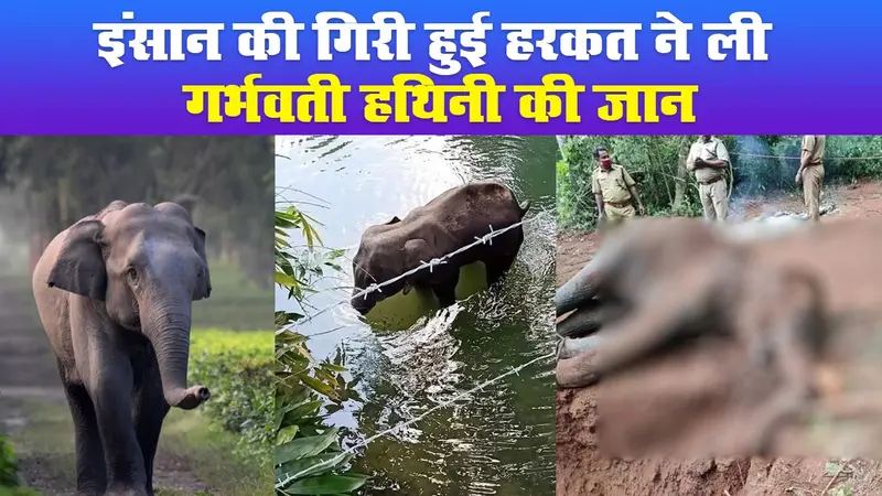 इंसान की गिरी हुई हरकत ने ली गर्भवती हथिनी की जान