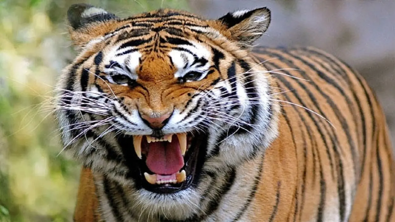 Bihar News: बगहा में बकरी चराने के दौरान बाघ के हमले से महिला की मौत, जांच में जुटे रेंजर व वनकर्मी
