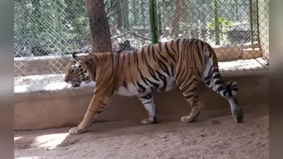 रांची में लॉकडाउन के दौरान बिरसा जैविक उद्यान में बढ़े जानवर, प्रबंधन ने सेंट्रल जू अथॉरिटी से की ये बड़ी मांग