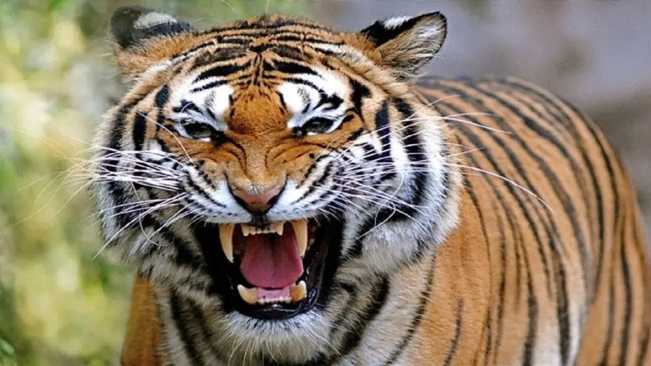अब छत्तीसगढ़ के जंगल में शिकार करेंगे MP
के Tiger, बाघों की संख्या बढ़ाने के लिए उठाया जा रहा यह कदम