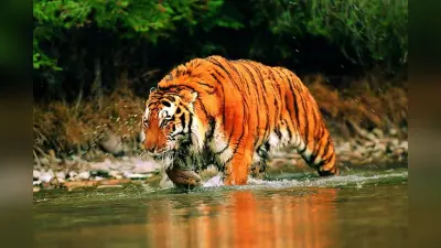 Tiger Census: सुंदरबन में शुरू हुई बाघों की गिनती, कैमरे के जरिये होगी गणना