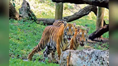 झारखंड के इन दो शख्स ने बाघों से जोड़ा नाता, रिश्ता ऐसा कि पहचानने लगे हैं आवाज और भाषा