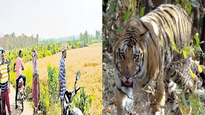 Bihar के VTR में बाघ ने फिर एक व्यक्ति को मारा, जिंदगी और मौत से जूझ रहा है एक, नौ महीने में हुई 6 मौत