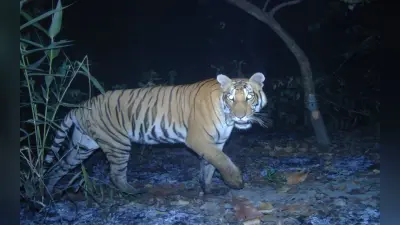 सावधान ! झारखंड के गढ़वा में तेंदुआ के बाद अब आया बाघ, वन विभाग अलर्ट