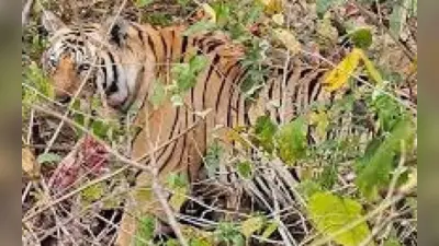 वर्ल्ड टाइगर डे : पीटीआर में स्थायी रूप से नहीं हो रहा बाघों का ठहराव, कुछ दिन रहने के बाद कर रहे पलायन