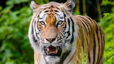 Tiger In Trouble: दुधवा में एक घायल बाघ और मिला, रेस्क्यू करके शुरू किया जाएगा इलाज