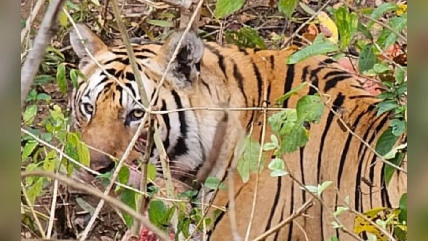 2 हजार किलोमीटर की दूरी तय कर ओडिशा पहुंचा रॉयल बंगाल टाइगर, ग्रामीणों में भय का माहौल
