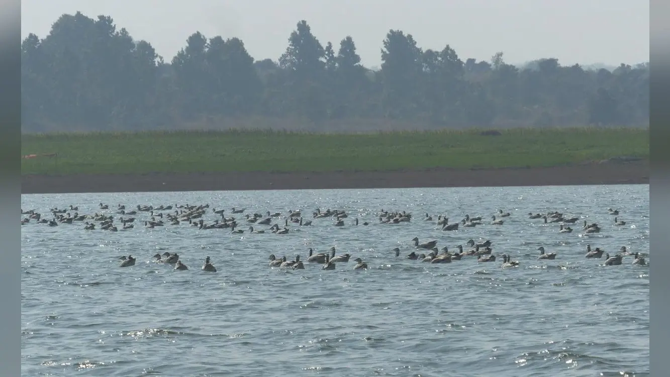 झारखंड में पहली बार दिखा ग्रेटर फ्लेमिंगो पक्षी, तिलैया डैम में विदशी पक्षियों की हुई भरमार