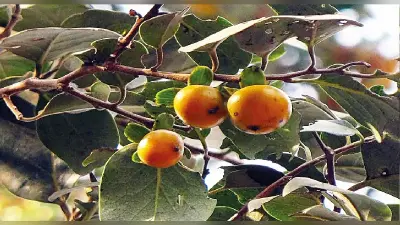 तिरिल : एक पेड़ और उससे जुड़े लोगों की कथा