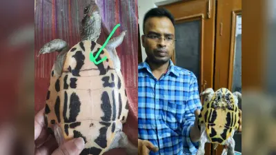 Exclusive: कछुए का टूटा कवच सर्जरी से जोड़ा, वेटरनरी डॉक्टर ने की अद्भु्त सर्जरी, देखें Video