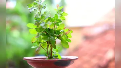 Tulsi Puja Benefits: तुलसी का पौधा मुरझा रहा? ये हो सकती है वजह, जानें पूजा के फायदे