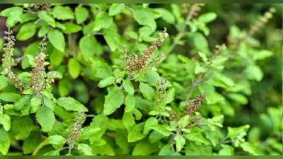 Tulsi Vastu Tips: तुलसी को माना जाता है देवी लक्ष्मी का रूप, जल चढ़ाते समय कभी न करें ये भूल, जानें नियम