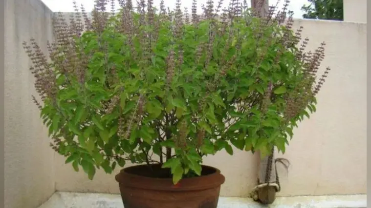 Tulsi Vastu Tips: चार दिन भूल कर भी न तोड़े तुलसी के पत्ते और न ही छत पर रखें पौधे, नहीं तो हो जाएंगे कंगाल