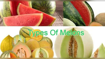 Melon Health Benefits:गर्मियों में खरबूजे खाने के हैं कई हेल्थ बेनिफिट्स, जान लें अलग-अलग Melons के फायदे