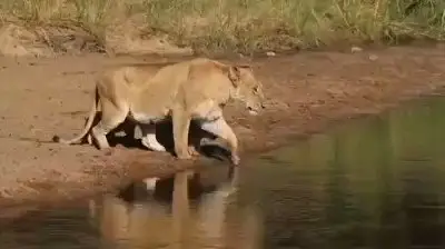 शेरनी ने अपने बच्चों को इस तरह से पार करायी नदी, आपके चेहरे पर भी आ जाएगी मुस्कान, Video हो रहा वायरल