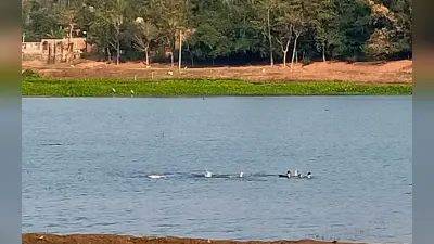 Jharkhand Tourism: झारखंड के इकलौते पक्षी अभ्यारण्य व उधवा झील में पर्यटकों का मन मोह रहे विदेशी पक्षी