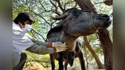 बिहार में डोर-टू-डोर पशु चिकित्सा के लिए की जायेगी डॉक्टरों की नियुक्ति, दूर हुई वित्तीय अड़चन