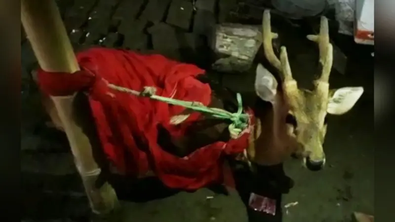 बाढ़ के पानी में VTR के जंगलों से बह कर आ रहे जंगली जानवर, ग्रामीणों ने हिरण को बचाया
